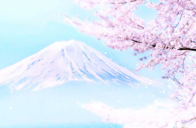 富士山 桜